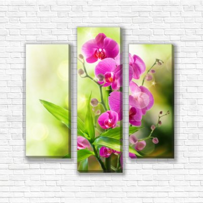 модульные картины Орхидея цвета фуксии