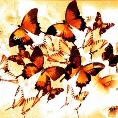 фотообои Июньские бабочки