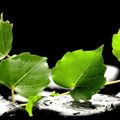 фотообои Березовые листья